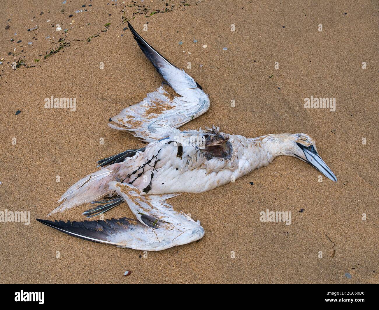 Un gannet eviscerato si è lavato su Bain's Beach a Lerwick, Shetland UK. Foto Stock