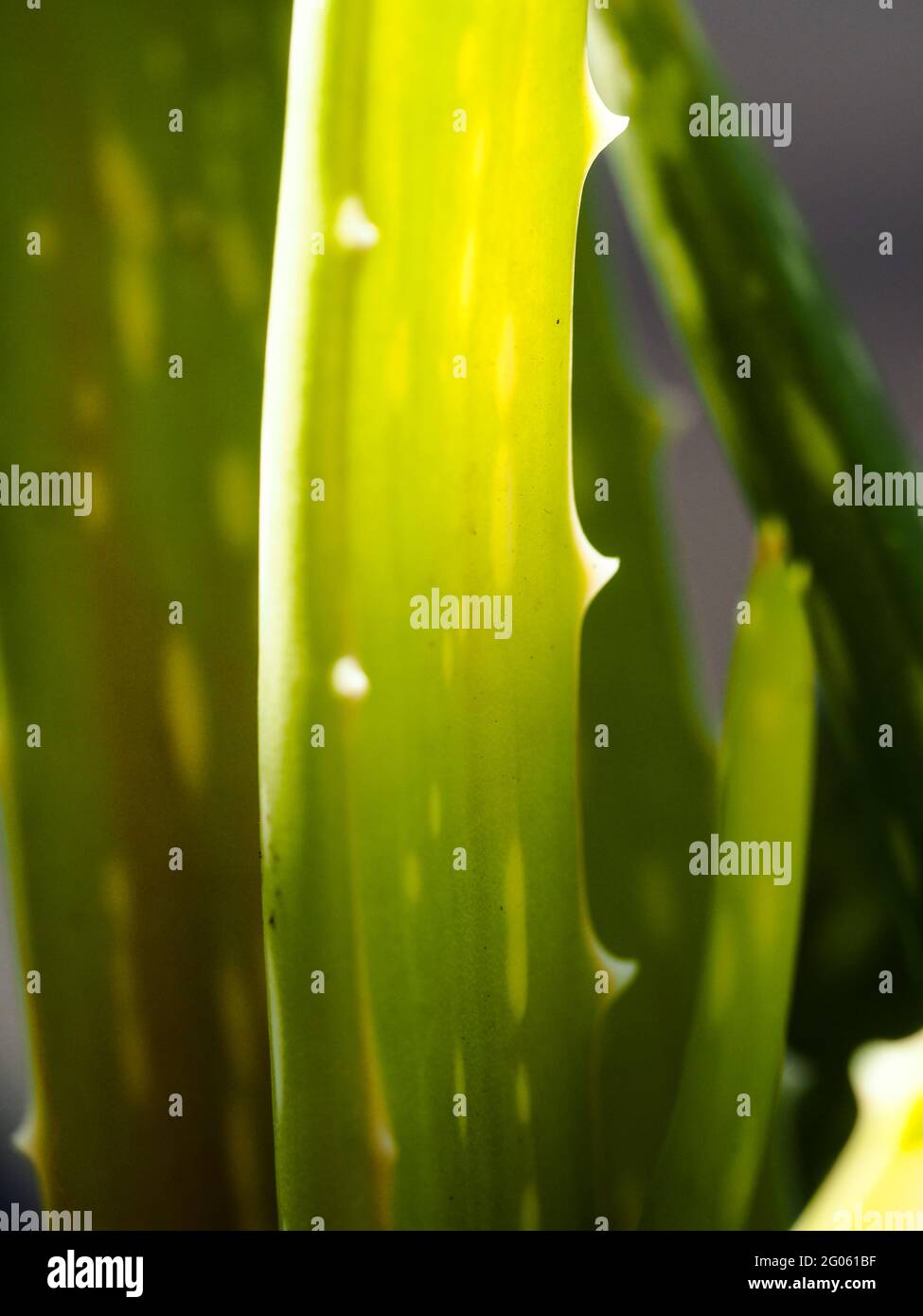 Aloe vera pianta closeup con luce solare che splende attraverso da dietro Foto Stock