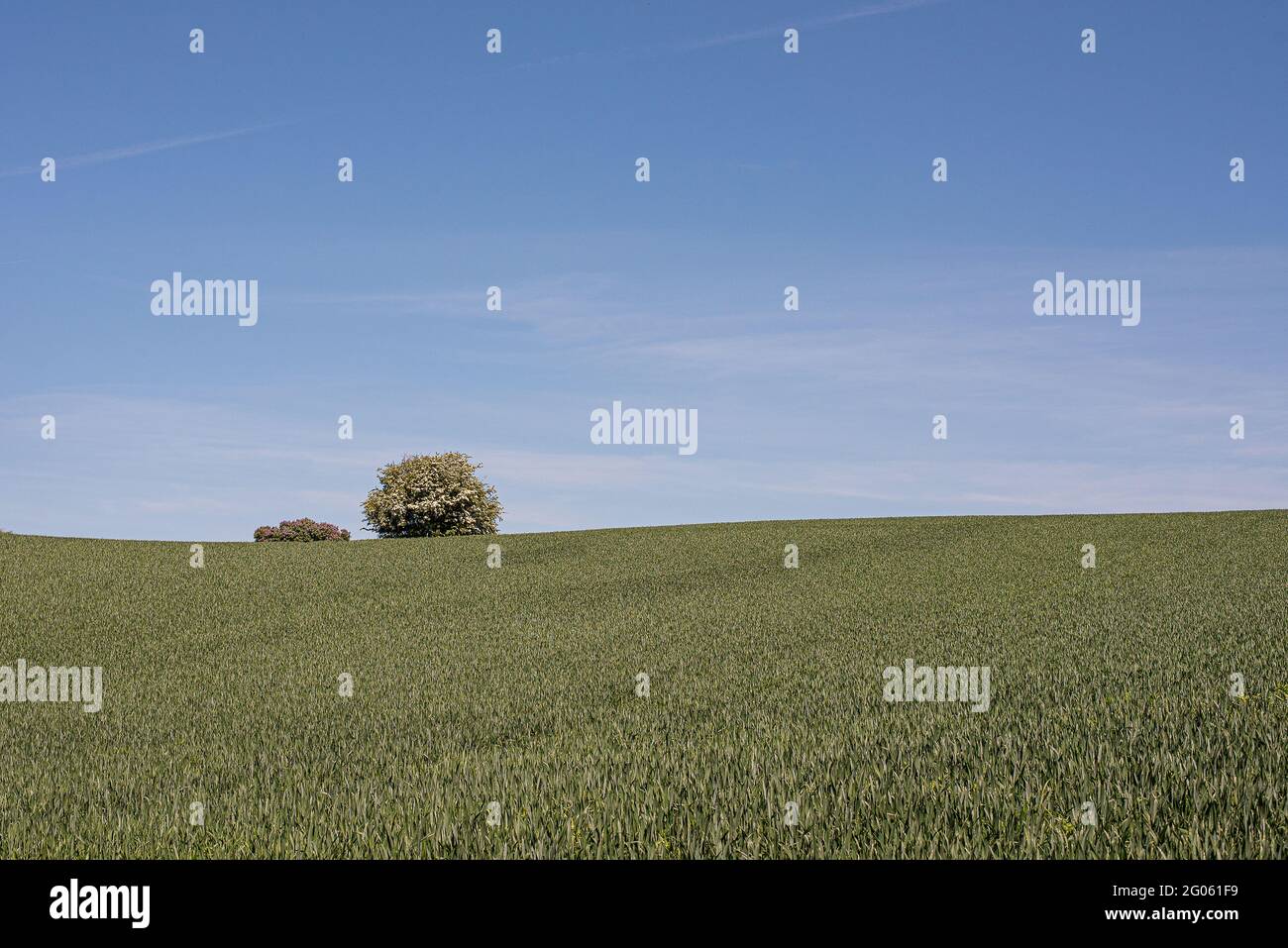 Un campo verde di segale con un arbusto lilla e un albero hawthorne sullo sfondo contro il cielo blu, Strolille, Danimarca, 31 maggio 2021 Foto Stock