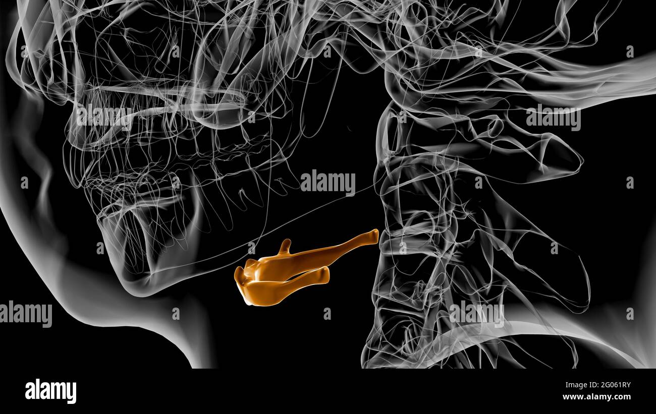 Anatomia ossea Hyoid dello scheletro umano per l'illustrazione 3D del concetto medico Foto Stock