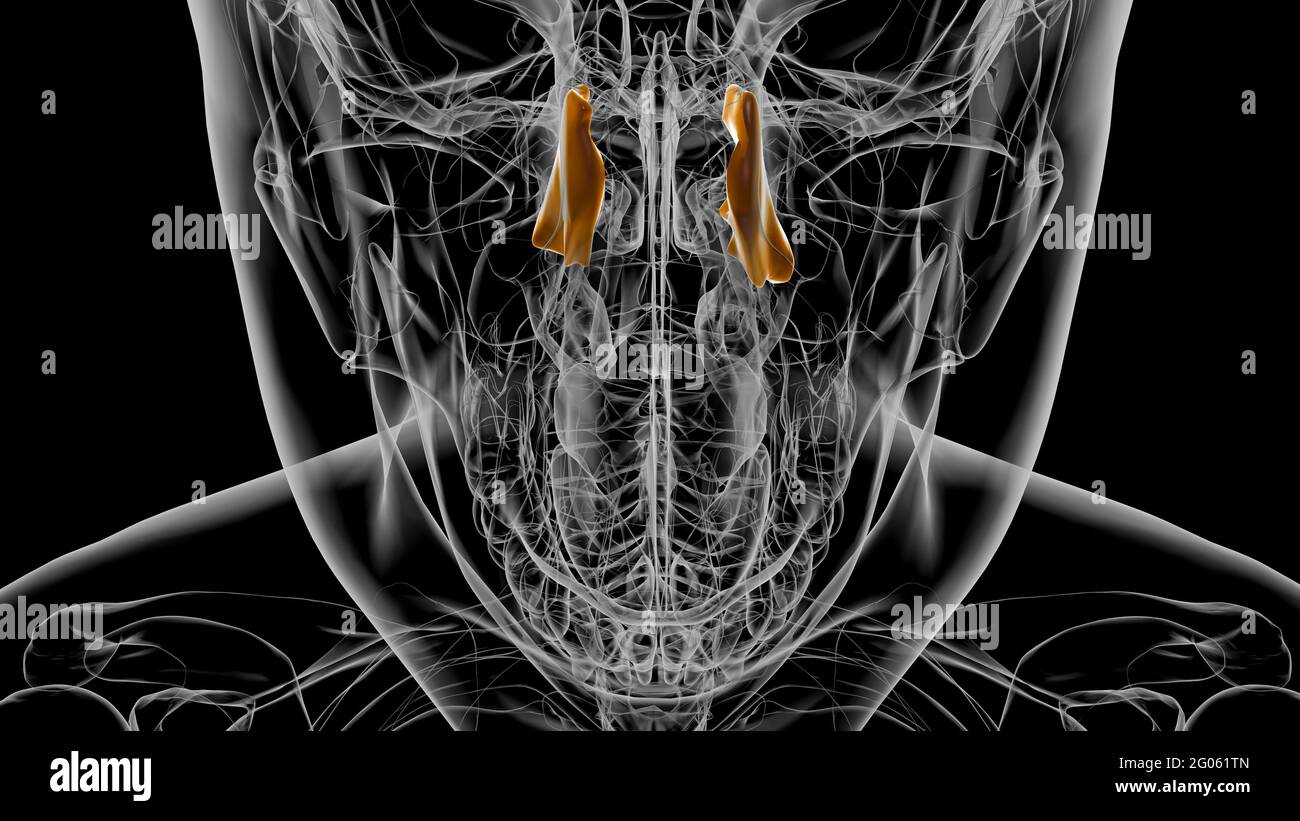 Anatomia ossea lacrimale Skeleton umano Illustrazione 3D Foto Stock