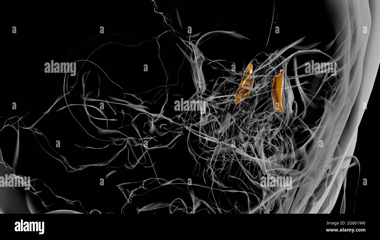 Anatomia ossea lacrimale Skeleton umano Illustrazione 3D Foto Stock