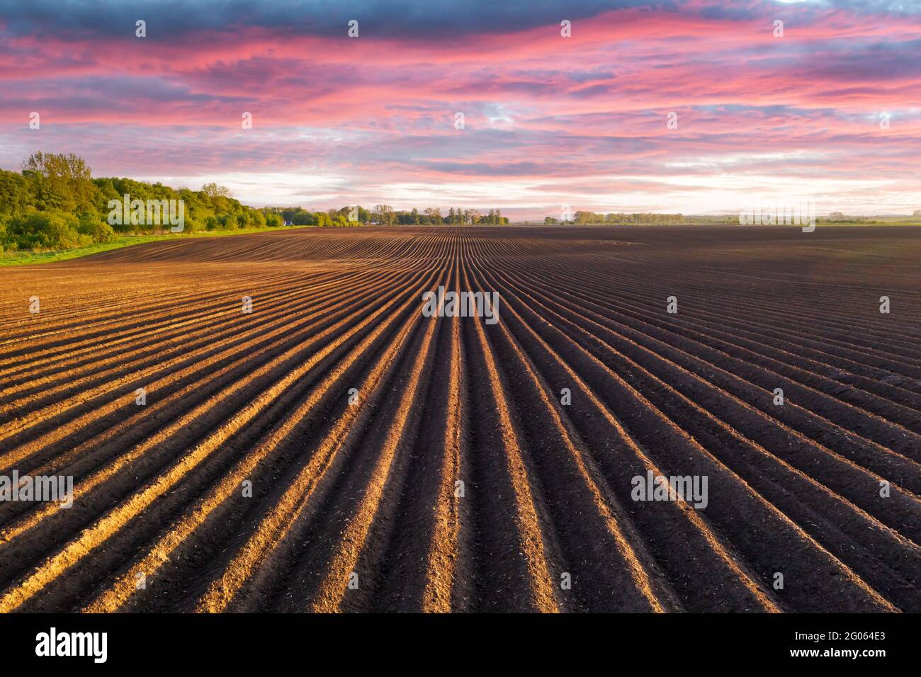 Campo agricolo con file uniformi in primavera. Patate crescenti. Nuvole di tramonto viola sullo sfondo Foto Stock