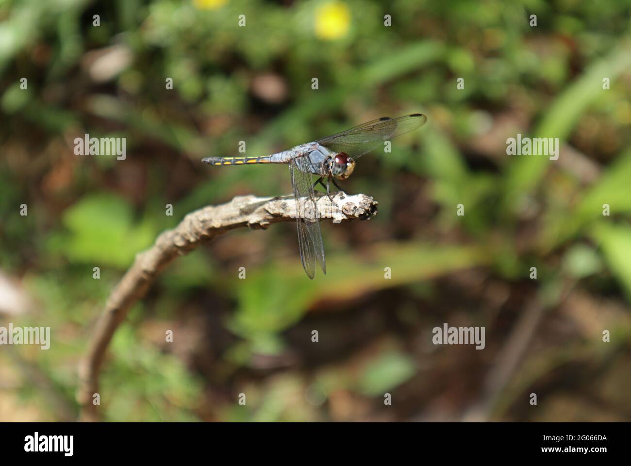 Vista laterale di un dragonfly di darter con indicazione viola sulla parte superiore di un bastone asciutto Foto Stock