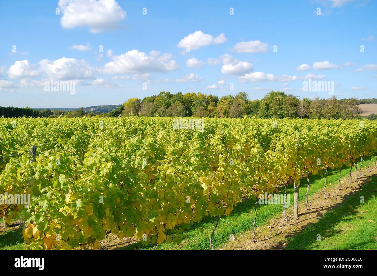 Filari di viti, Lamberhurst Vigna Lamberhurst giù, Lamberhurst, Kent, Regno Unito Foto Stock