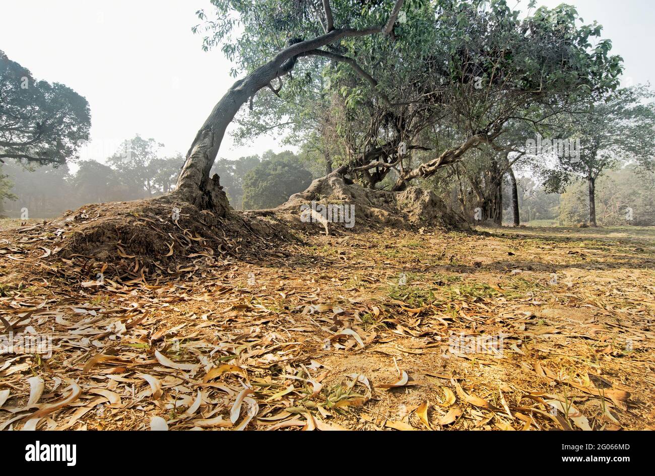 Foglie secche giacciono ancora sulla terra accanto a enormi radici di alberi in una foresta, bella scena invernale mattina. Prospettiva di affievolimento. Mettere a fuoco l'immagine impilata. Foto Stock