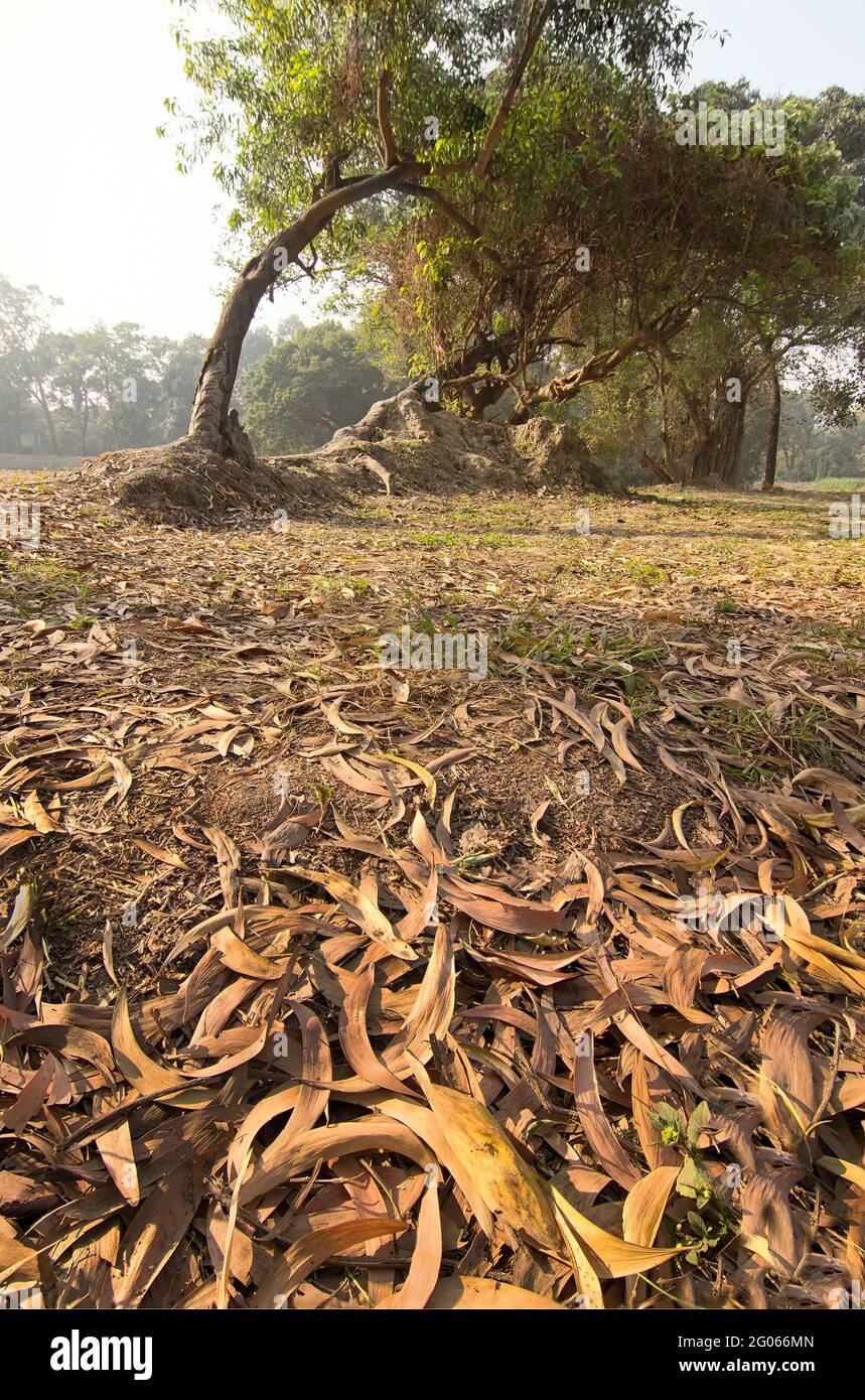 Foglie secche giacciono ancora sulla terra accanto a enormi radici di alberi in una foresta, bella scena invernale mattina. Prospettiva di affievolimento. Mettere a fuoco l'immagine impilata. Foto Stock