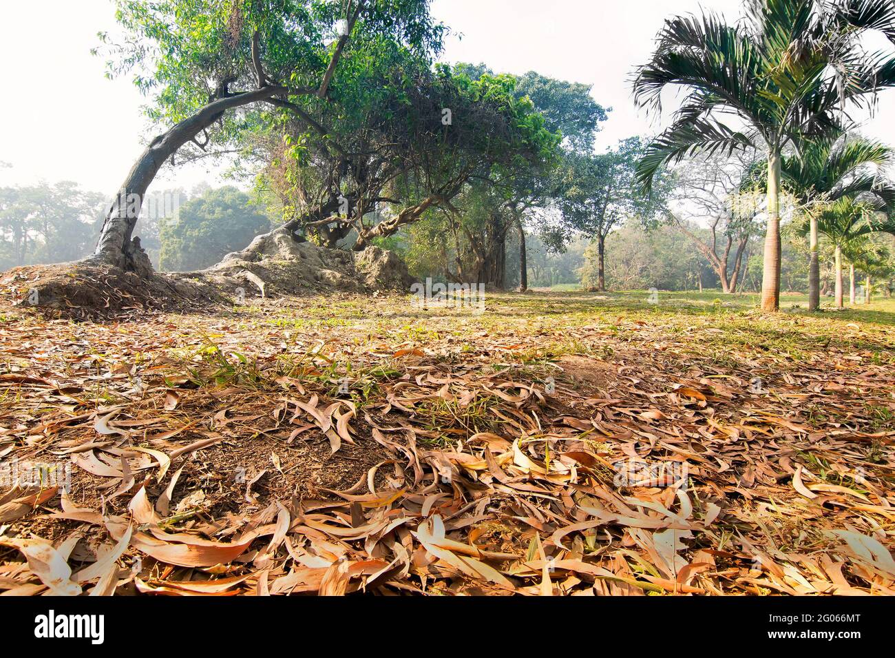 Foglie secche giacciono ancora sulla terra accanto a enormi radici di alberi in una foresta, bella scena invernale mattina. Prospettiva di affievolimento. Mettere a fuoco l'immagine impilata. Foto Stock