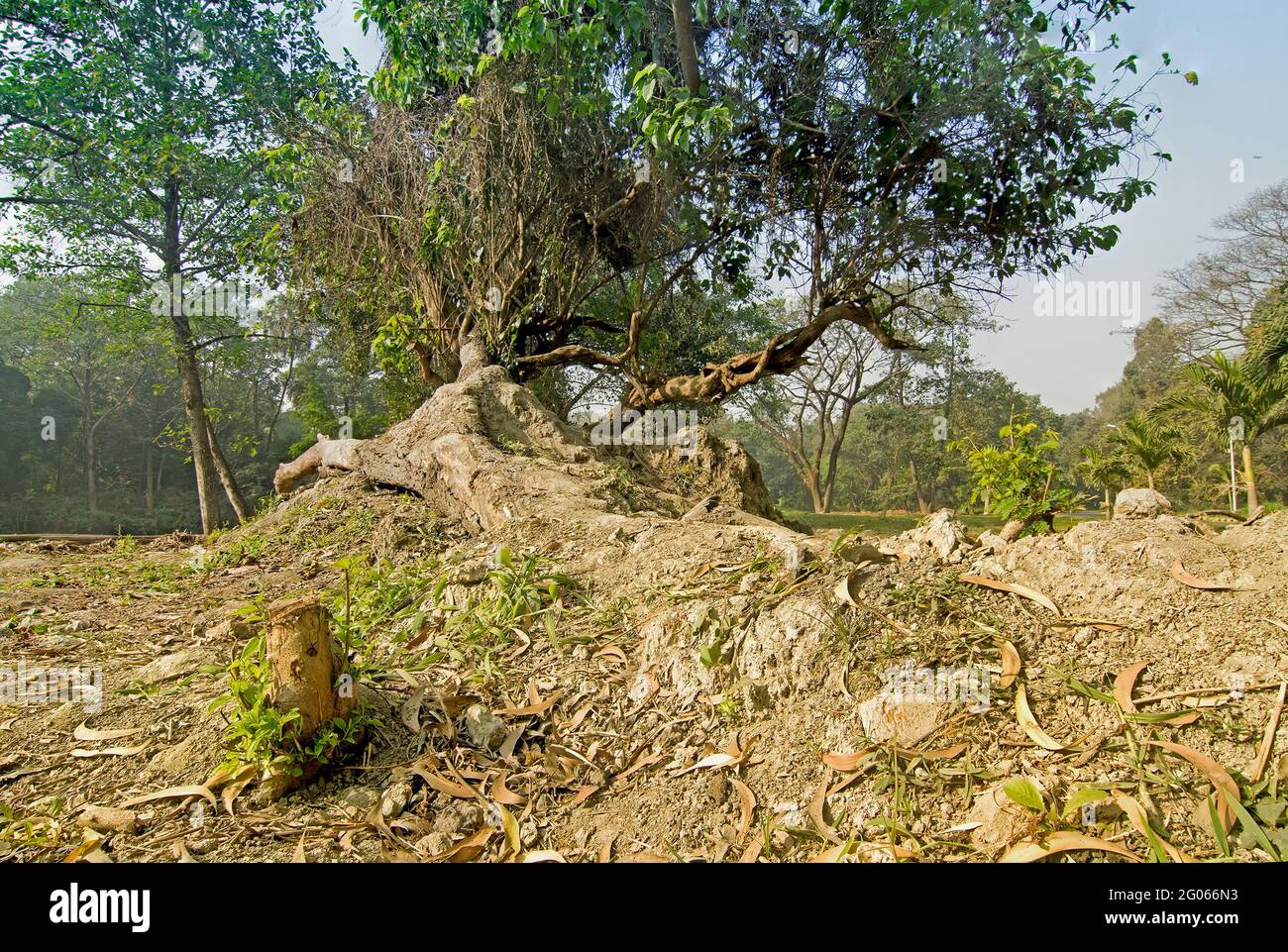 Foglie secche giacciono ancora sulla terra accanto a enormi radici di alberi in una foresta, bella scena invernale mattina. Prospettiva di affievolimento. Mettere a fuoco l'immagine impilata. Foto Stock