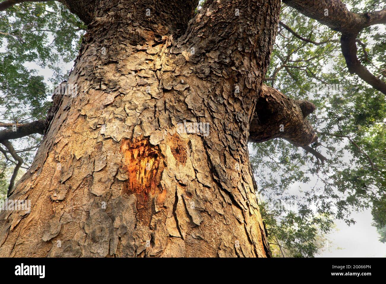 Immagine in prospettiva di alto albero radice verso il cielo, in una foresta, bella inverno mattina scena.prospettiva di affievolimento via nel cielo. Mettere a fuoco l'immagine impilata. Foto Stock