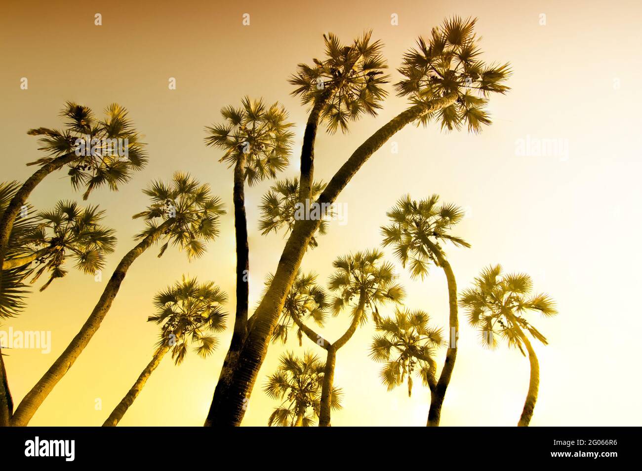 Mettere a fuoco l'immagine impilata di palme , in alto fino al cielo sullo sfondo. Splendida immagine della riserva naturale, vista panoramica naturale indiana. Foto Stock