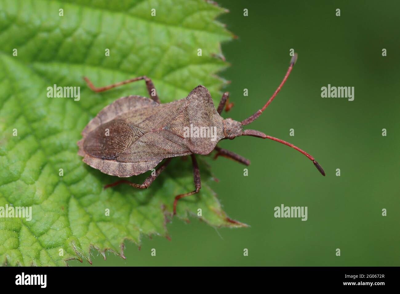 Dock Bug Coreus marginatus Foto Stock