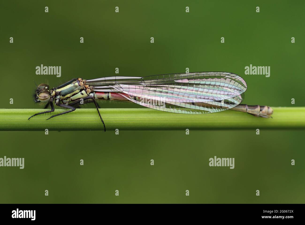 Grande Damselfly rosso (Pyrhosoma nymphula) femmina - forma melanotum Foto Stock