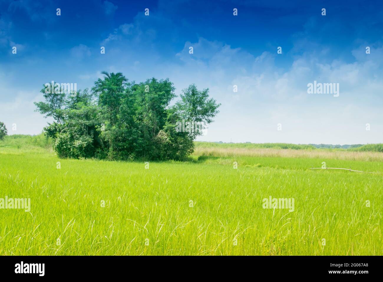 Splendido paesaggio rurale di Paddy Field, cielo blu, Howrah, Bengala Occidentale, India Foto Stock