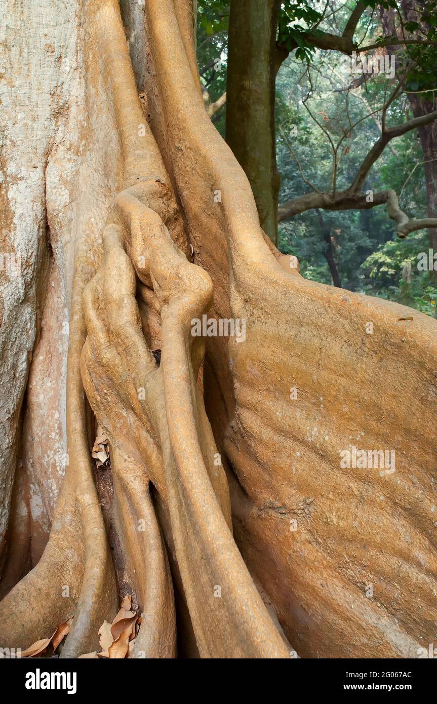 radice di un albero , natura sfondo stock shot Foto Stock