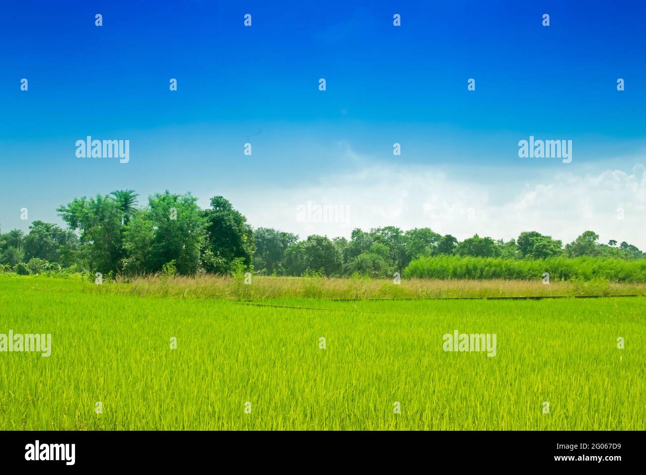 Splendido paesaggio rurale di Paddy Field, cielo blu, Howrah, Bengala Occidentale, India Foto Stock