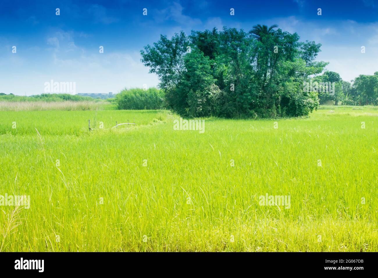 Splendido paesaggio rurale di Paddy Field, cielo blu, Howrah, Bengala Occidentale, India Foto Stock