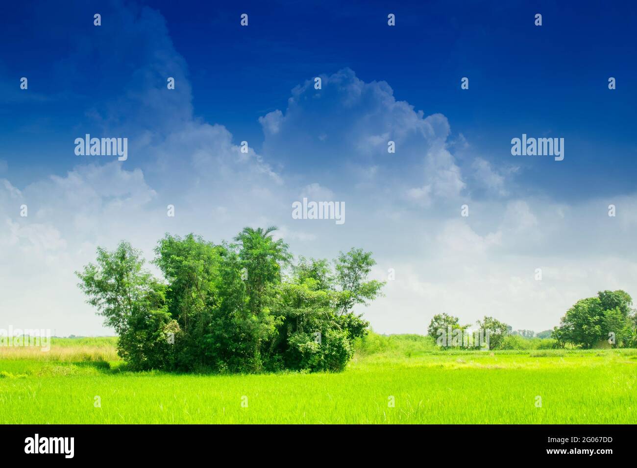 Splendido paesaggio rurale di Paddy Field, cielo blu, Howrah, Bengala Occidentale, India Foto Stock