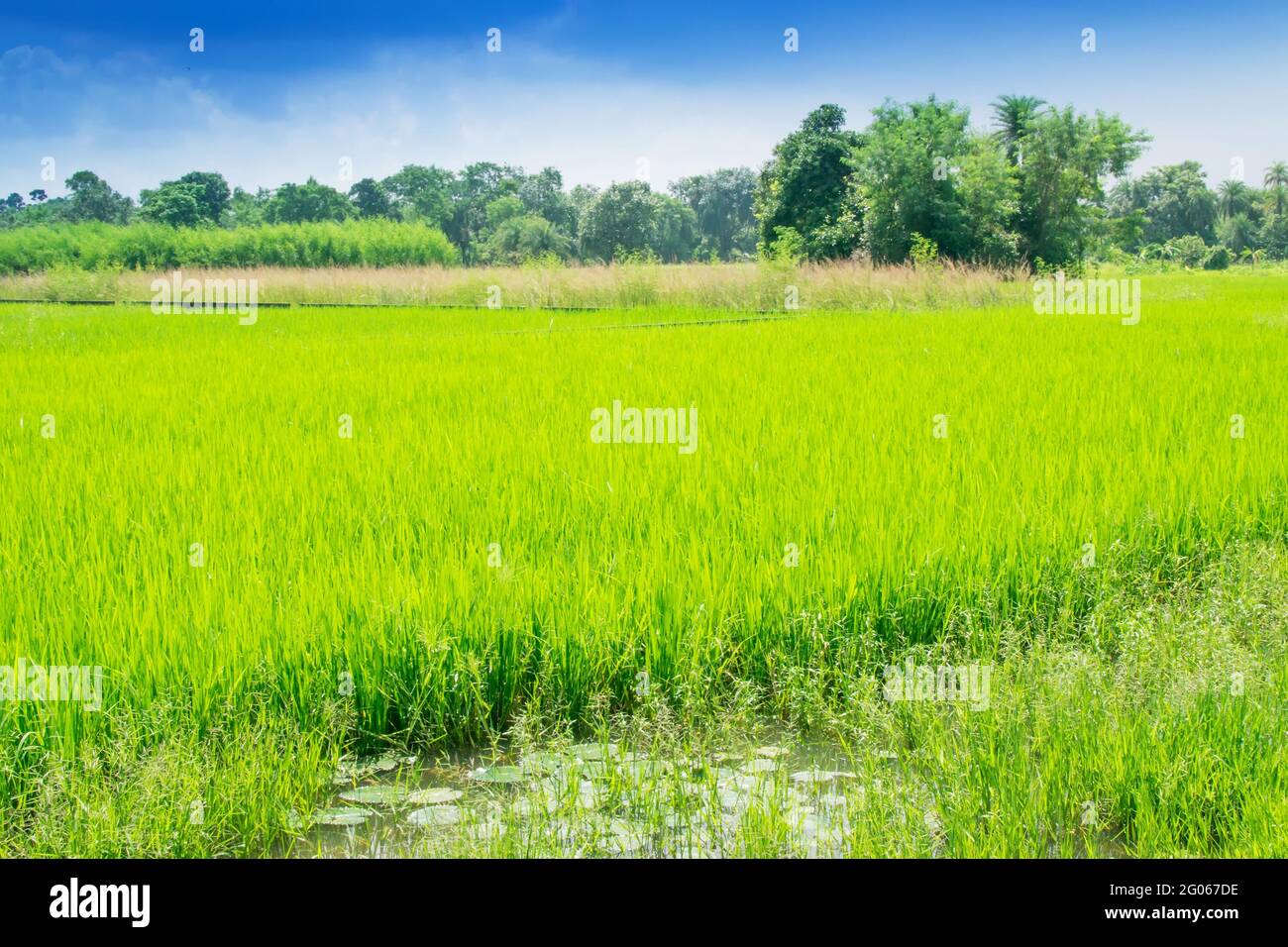 Splendido paesaggio rurale di Paddy Field, cielo blu, Howrah, Bengala Occidentale, India Foto Stock