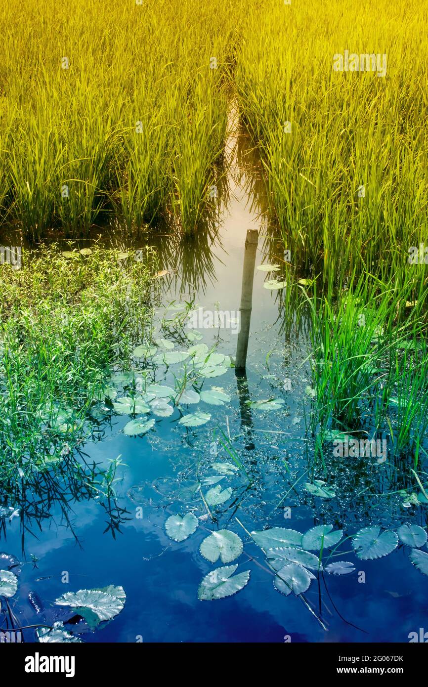 Riflesso d'acqua del cielo e del campo di risaie verde giallo, , Bengala rurale a Howrah, Bengala occidentale, India Foto Stock