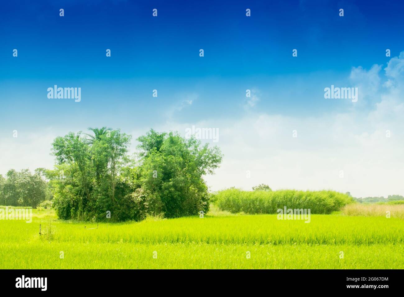 Splendido paesaggio rurale di Paddy Field, cielo blu, Howrah, Bengala Occidentale, India Foto Stock