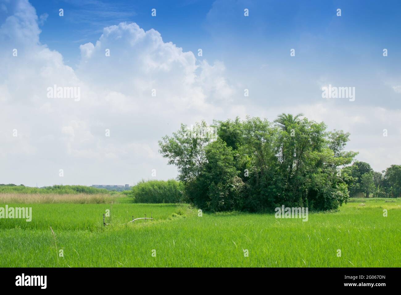 Splendido paesaggio rurale di Paddy Field, cielo blu sullo sfondo, Howrah, Bengala Occidentale, Indi Foto Stock
