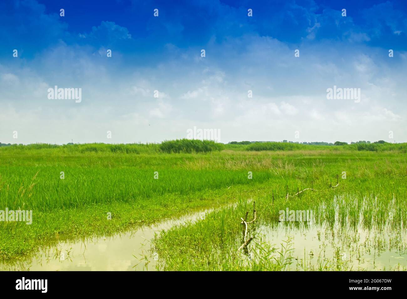 Splendido paesaggio rurale di Paddy Field, cielo blu, Howrah, Bengala Occidentale, India Foto Stock