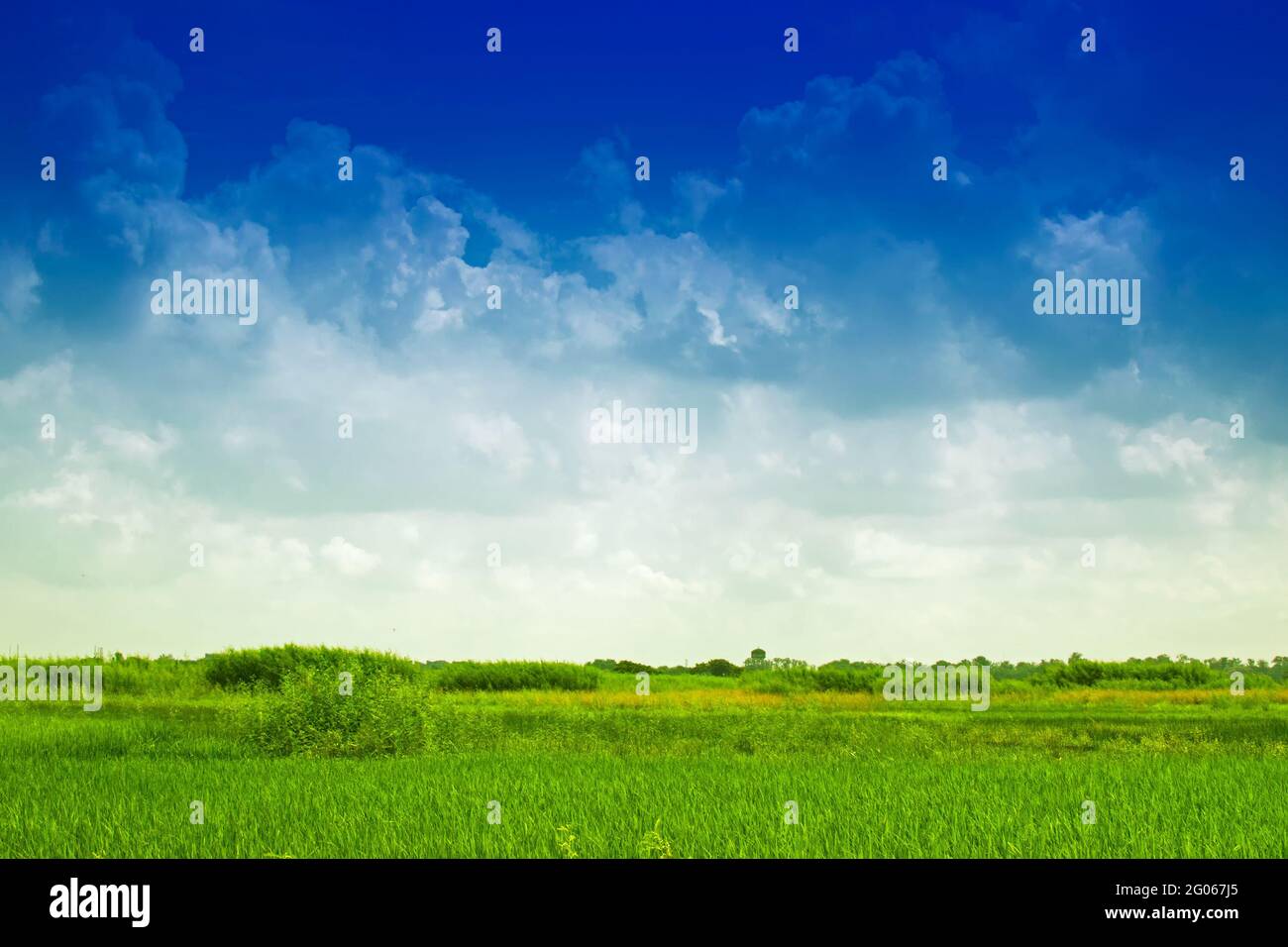 Splendido paesaggio rurale di Paddy Field, cielo blu, Howrah, Bengala Occidentale, India Foto Stock