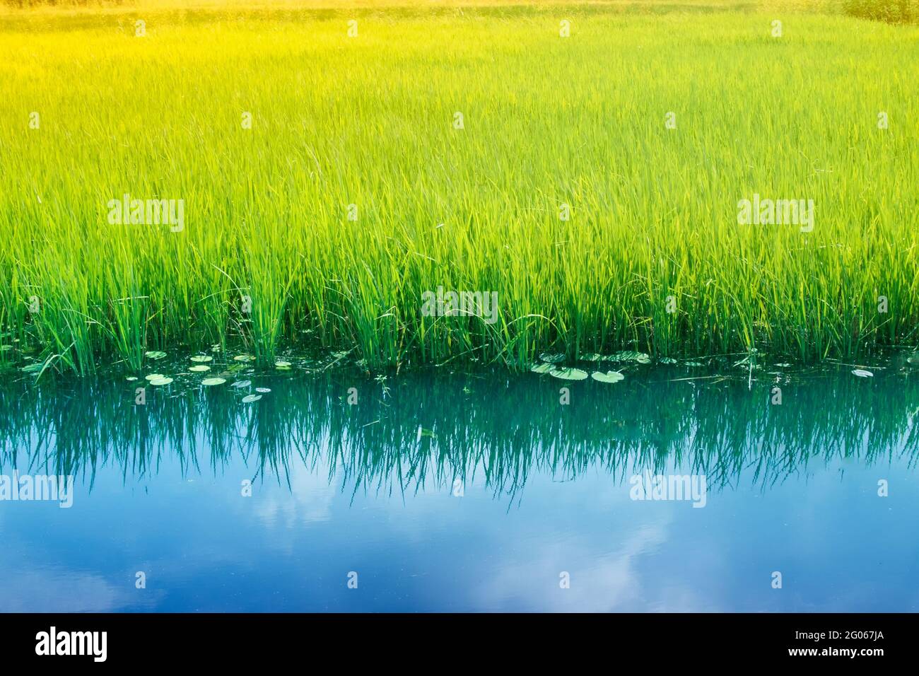 Riflesso d'acqua del cielo e del campo di risaie verde giallo, , Bengala rurale a Howrah, Bengala occidentale, India Foto Stock