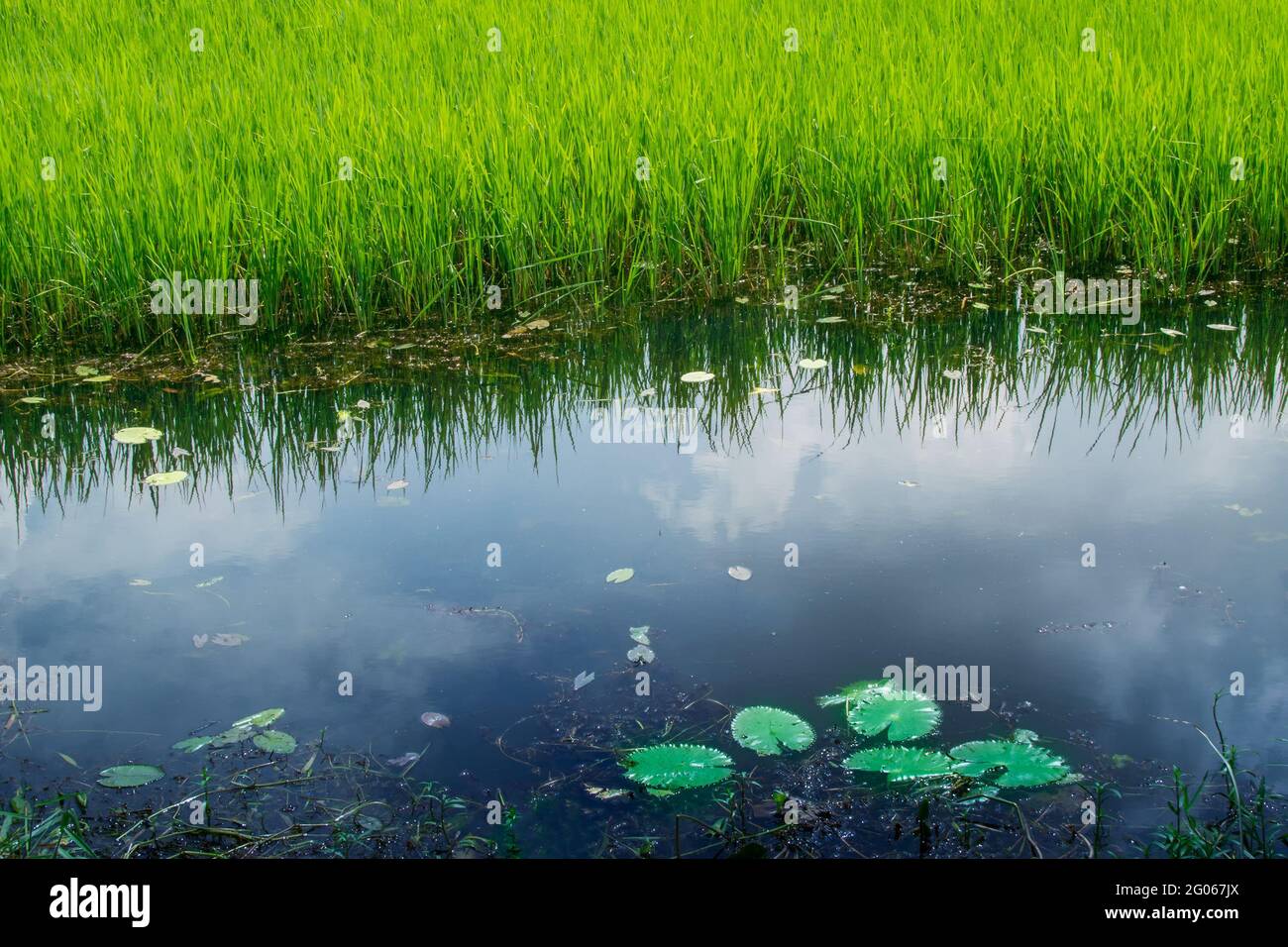 Riflesso dell'acqua del cielo, Bengala rurale, Howrah, Bengala occidentale, India Foto Stock