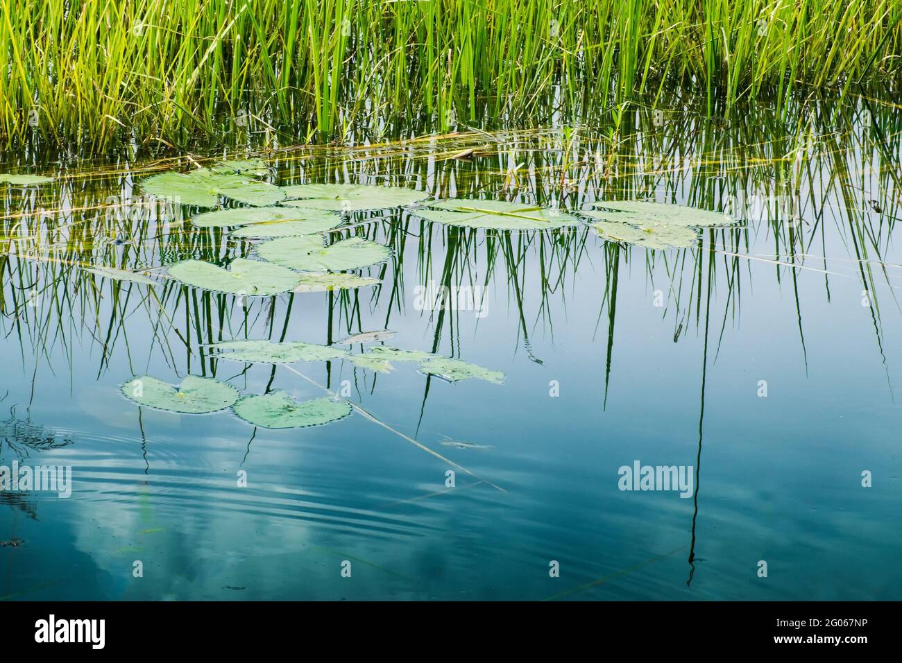 Riflesso dell'acqua del cielo, Bengala rurale, Howrah, Bengala occidentale, India Foto Stock