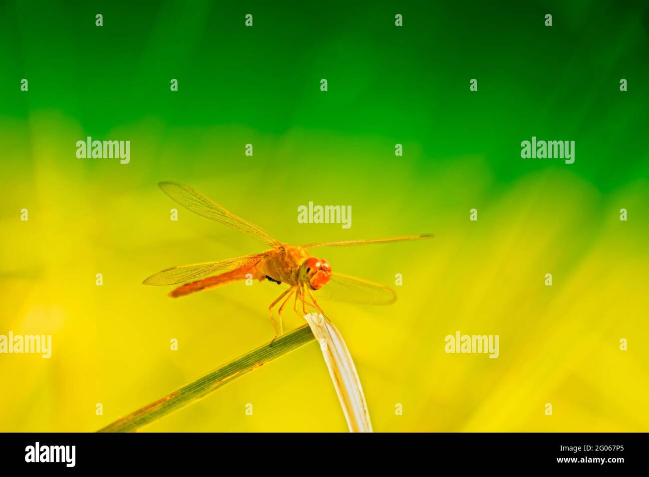 Libellula rossa seduta, verde e giallo luminoso sfondo naturale, Kolkata, Bengala Occidentale, India Foto Stock