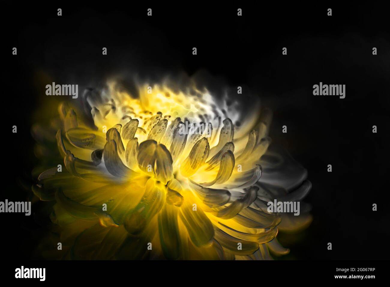 Immagine artistica del fiore, petali gialli del fiore della dahlia con sfondo nero scuro a contrasto, fotografia di scorta della natura Foto Stock