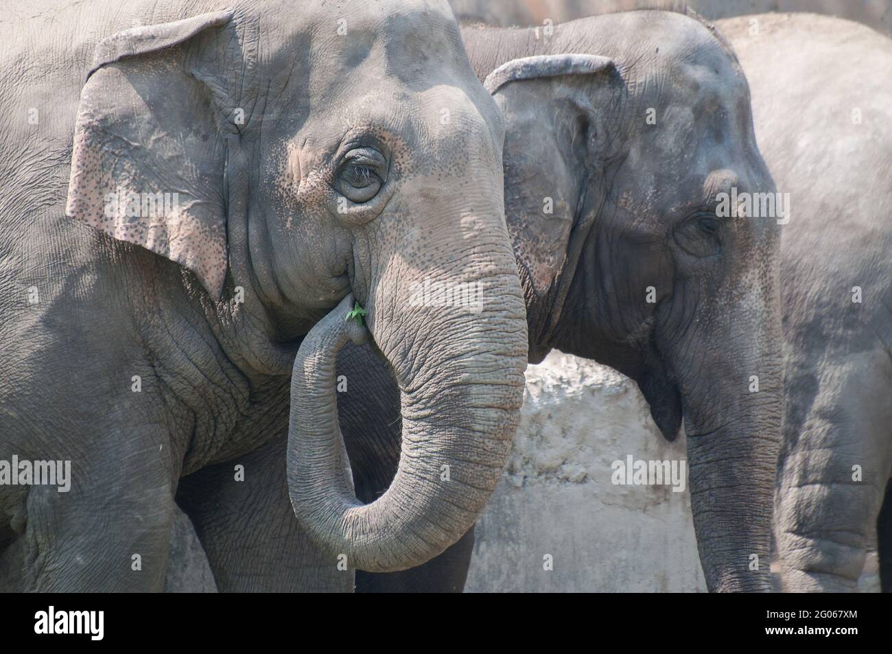 Primo piano di elefanti indiani (Elephas maximus indicus) che mangiano erba verde, Kolkata, Bengala Occidentale, India Foto Stock