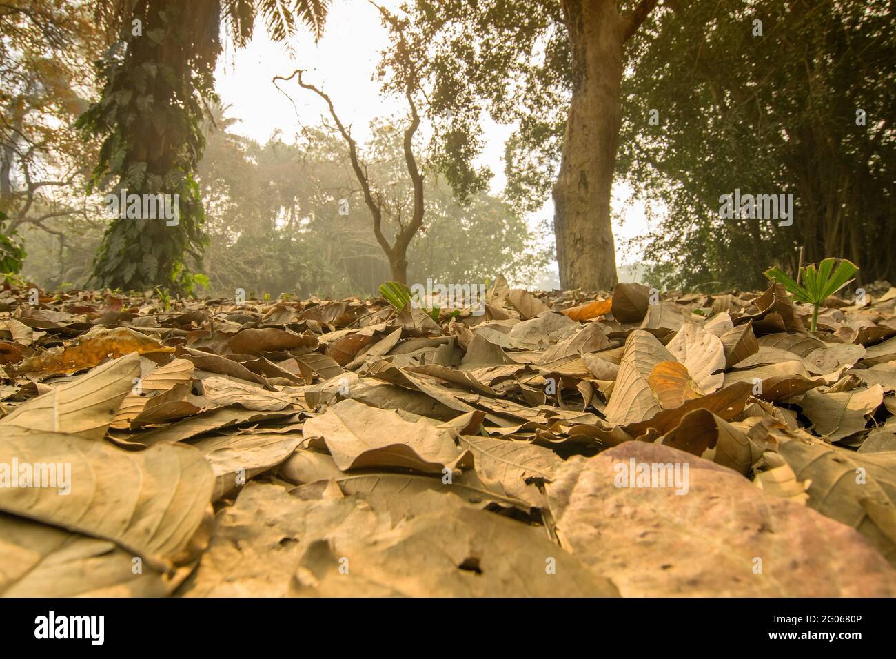 Foglie secche che giacciono ancora a terra in foresta, bella scena invernale mattina. Prospettiva di svanire via nella nebbia. Foto Stock