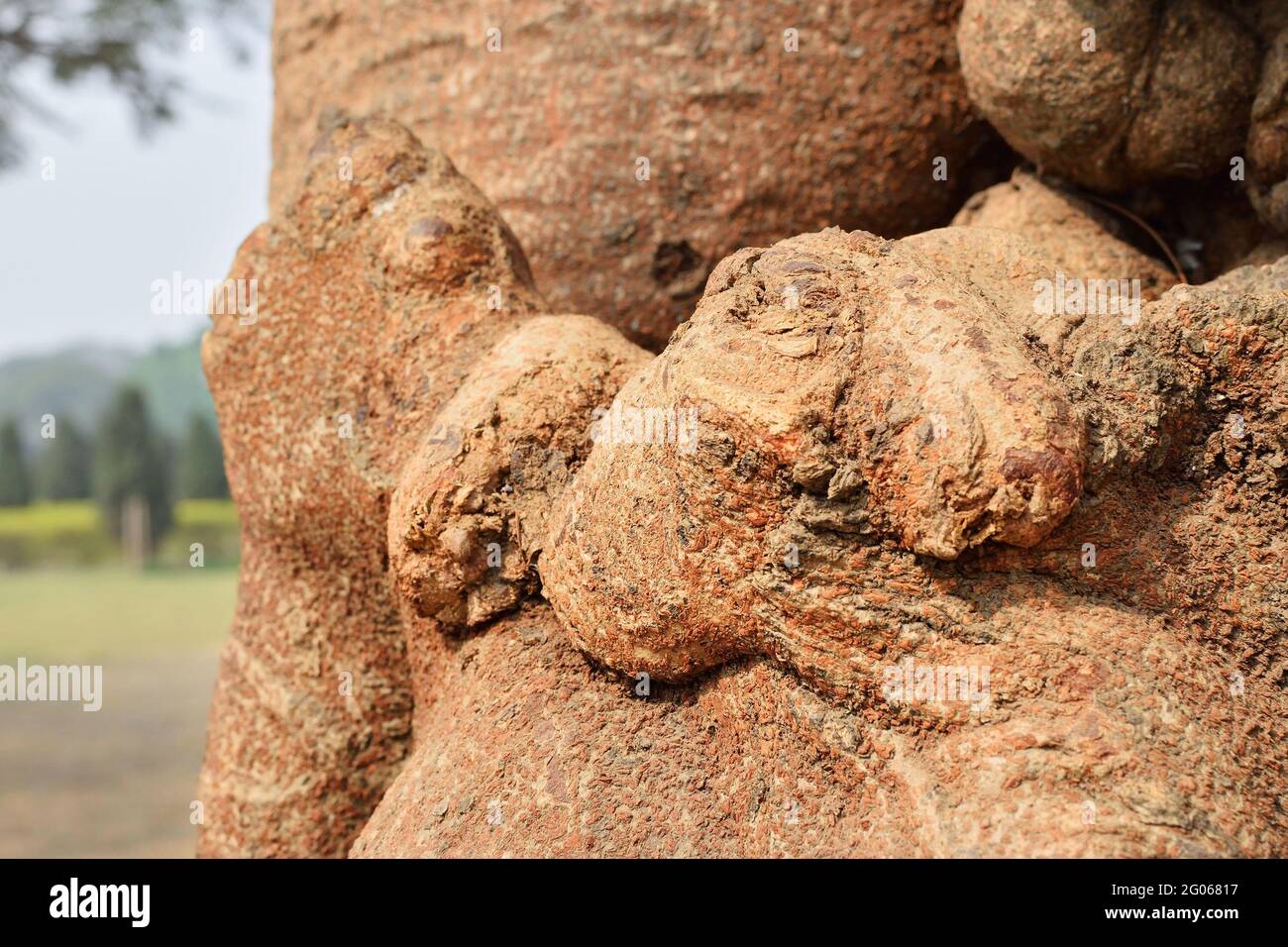 Immagine concettuale astratta naturale del bacio, dell'amore, formato dalla forma della radice dell'albero. Immagine stock natura di forme astratte di legno, Bengala Occidentale, India Foto Stock