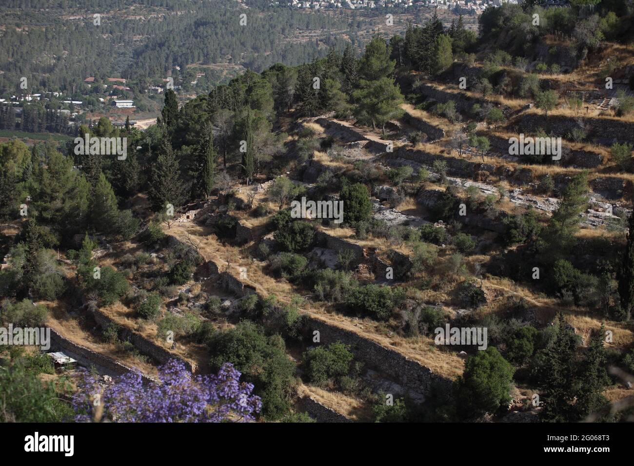 Antica agricoltura, vista di terrazze costruite sulle pendici delle colline della Giudea dagli antichi Israeliti a lento flusso di acqua piovana per fermare l'erosione del suolo. Foto Stock