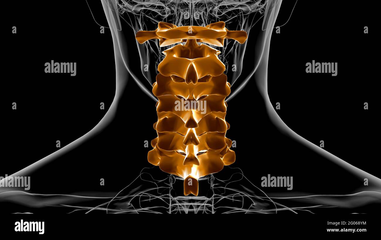 Colonna vertebrale scheletro umano Verteche cervicali Anatomia 3D Illustrazione Foto Stock