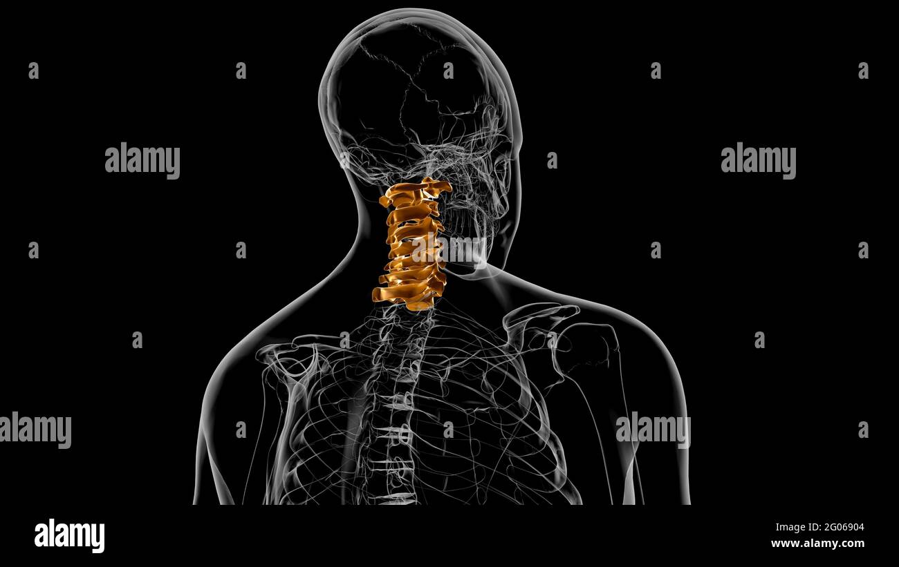 Colonna vertebrale scheletro umano Verteche cervicali Anatomia 3D Illustrazione Foto Stock