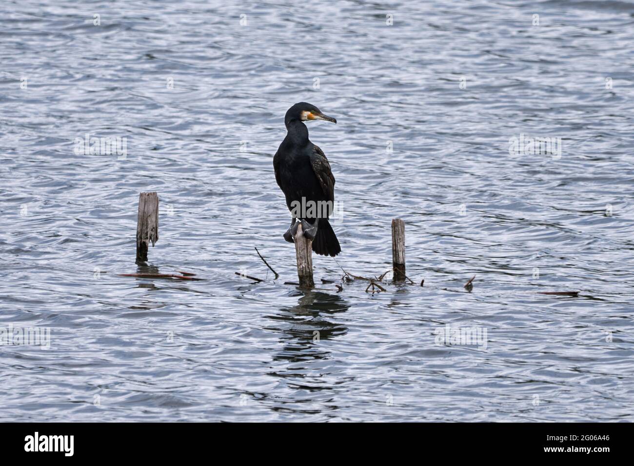Grande cormorano (Phalacrocorax carbo), singolo uccello appollaiato sul palo in acqua. Foto Stock