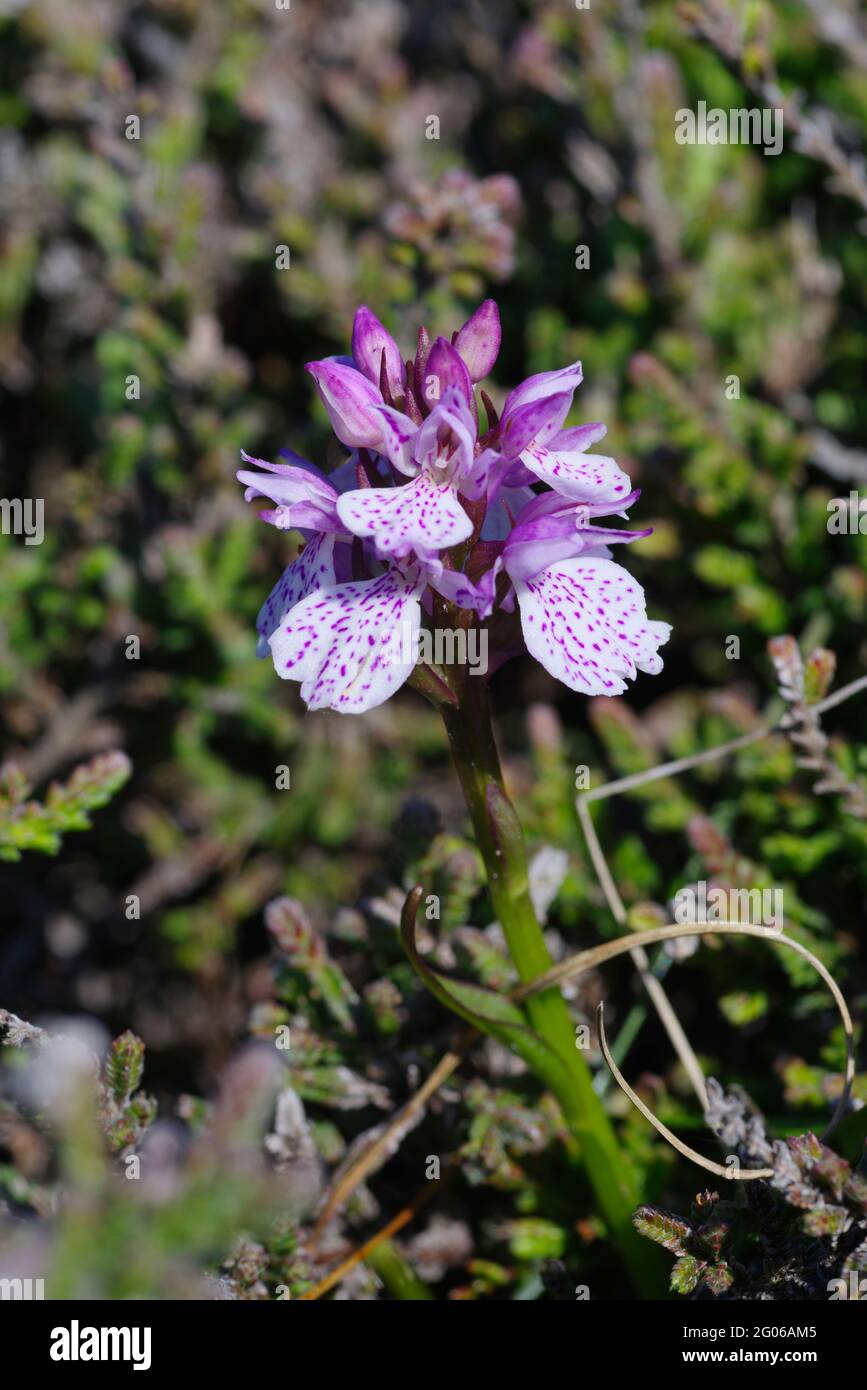 Orchidea a puntini comune, Dactylorhiza Fuchsil, Foto Stock