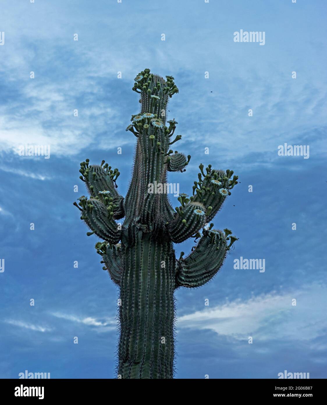 Vista di un grande cactus Saguaro fiorito con fiori di cactus e Bees al mattino presto nel deserto dell'Arizona. Foto Stock