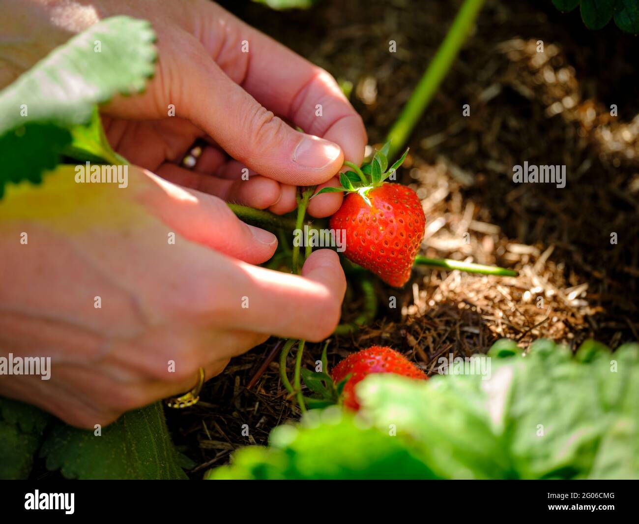 Primo piano con copia spazio di fragole coltivate in casa che vengono raccolte a mano. East Sussex UK Foto Stock