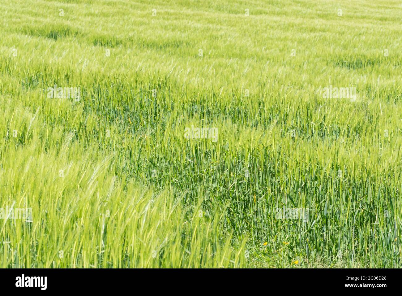 Lussureggiante verde vivace Spring Barley raccolto che cresce in un campo in pendenza al sole del mattino. Per la sicurezza alimentare, la catena di approvvigionamento alimentare, cibo abbondante e abbondante. Foto Stock