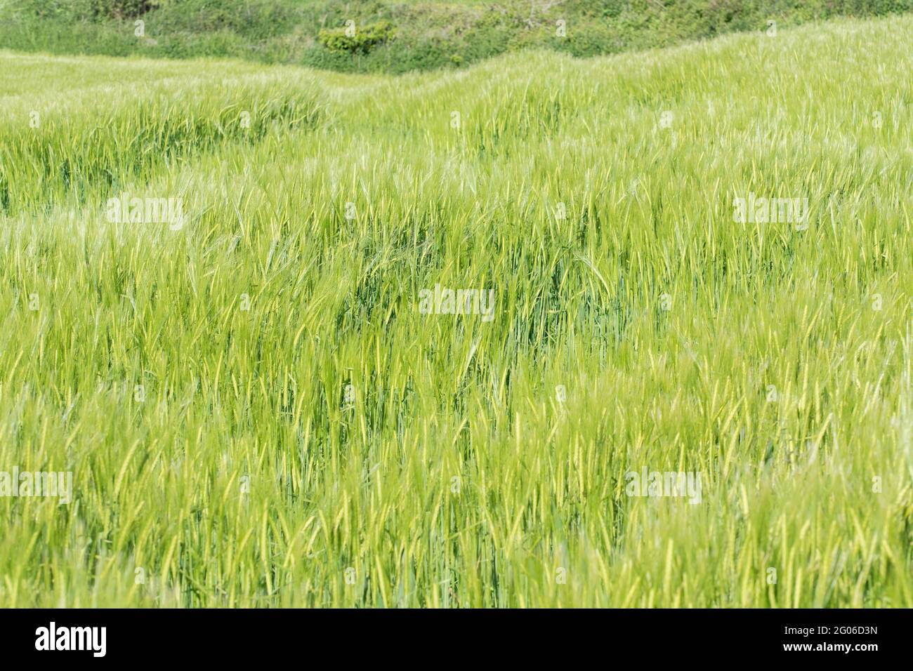 Lussureggiante verde vivace Spring Barley raccolto che cresce in un campo in pendenza al sole del mattino. Per la sicurezza alimentare, la catena di approvvigionamento alimentare, cibo abbondante e abbondante. Foto Stock