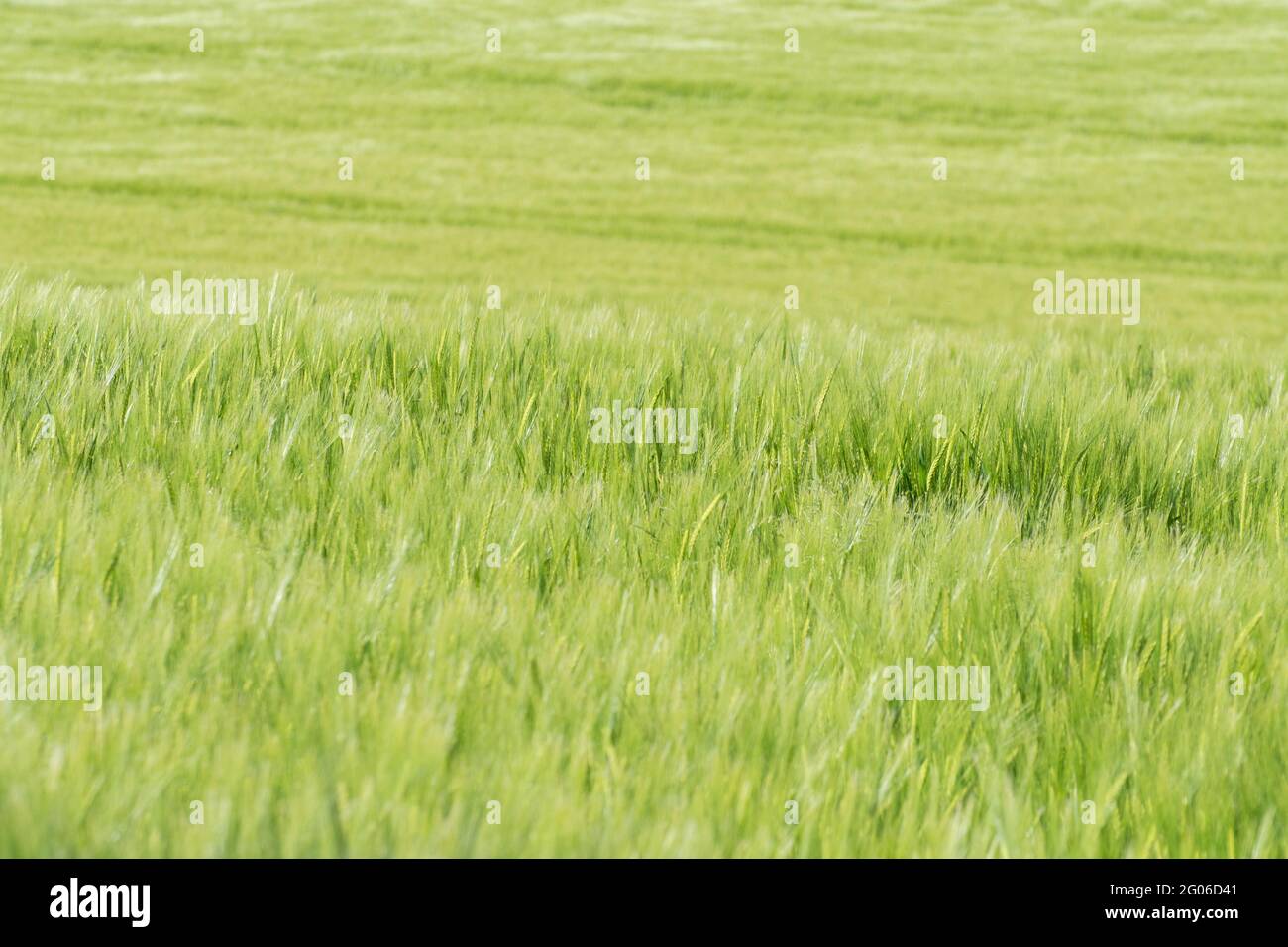 Lussureggiante verde vivace Spring Barley raccolto che cresce in un campo in pendenza al sole del mattino. Per la sicurezza alimentare, la catena di approvvigionamento alimentare, cibo abbondante e abbondante. Foto Stock