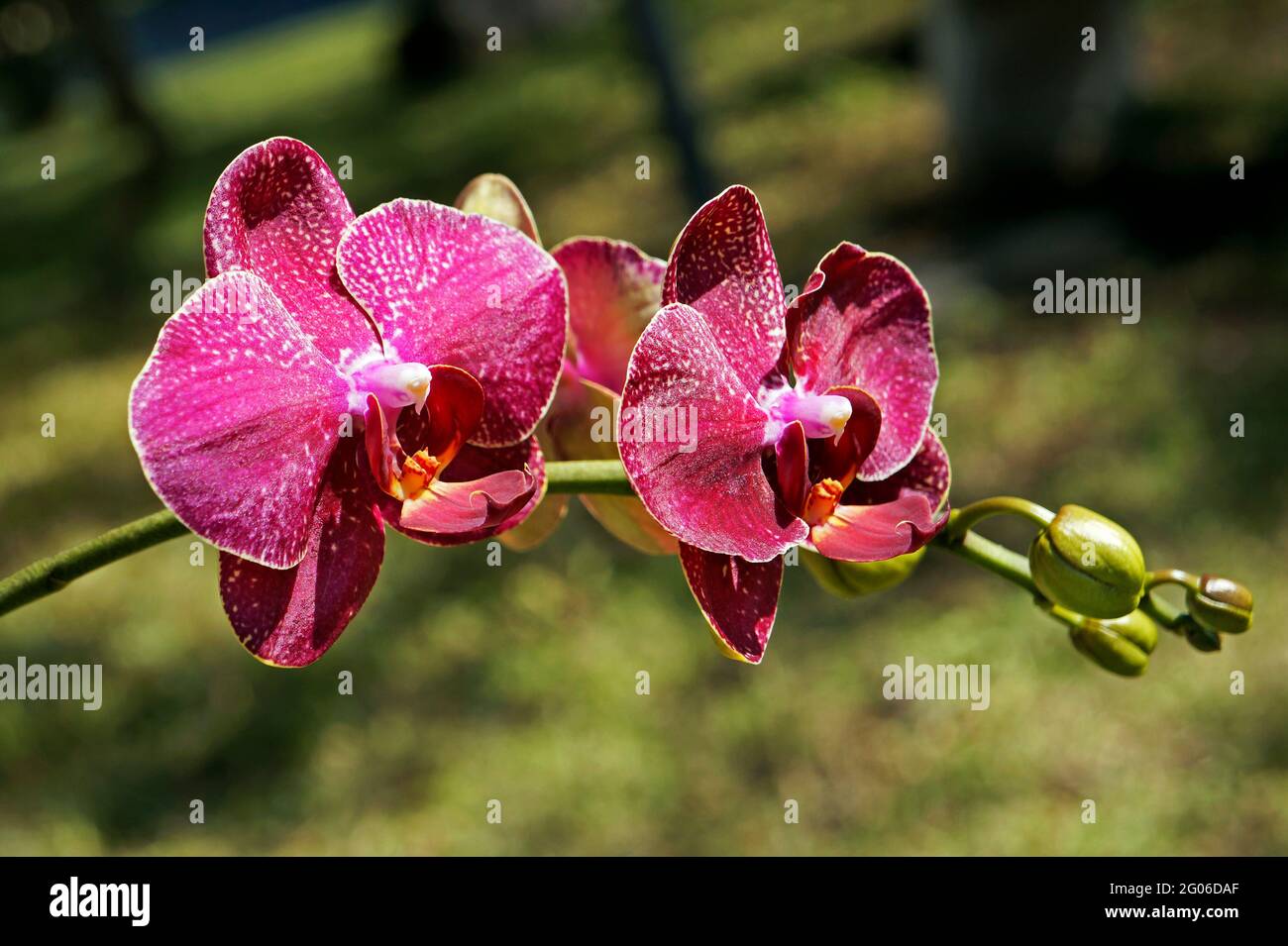 Orchidee rosa sul giardino, Phalenopsis Foto Stock