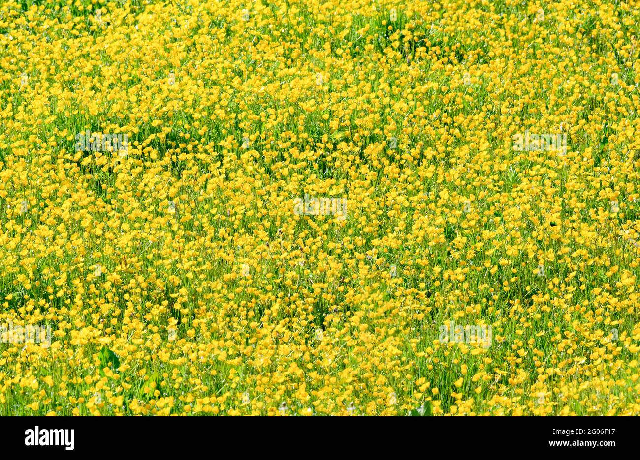 Un campo di Buttercups di Prato giallo brillante (ranunculus acris) Foto Stock