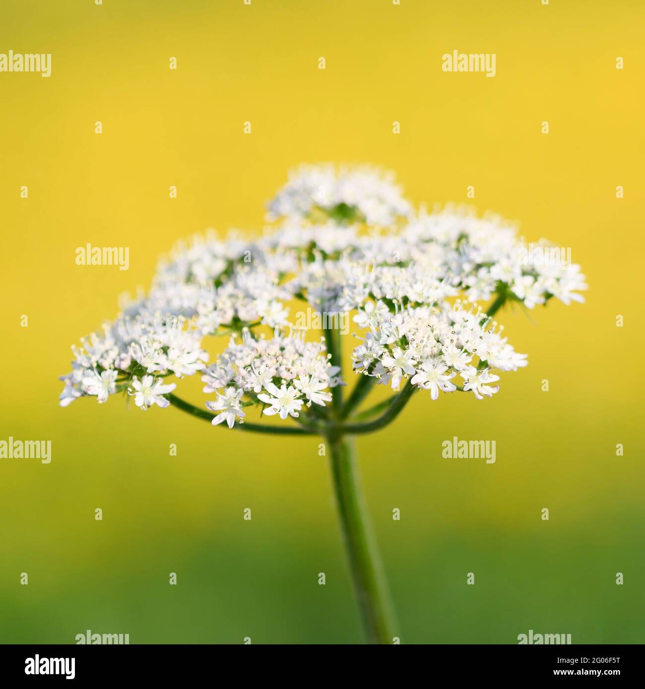 Una testa di fiore di prezzemolo di mucca (Anthriscus sylvestris), fotografata contro un campo fuori fuoco di latticini giallo brillante. Foto Stock