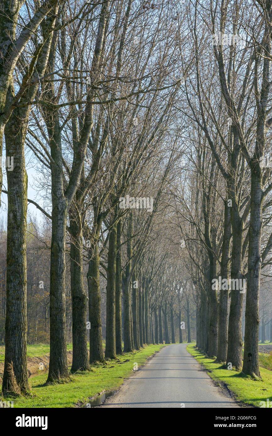 Tipica strada agricola olandese con alberi alti, Paesi Bassi. Foto Stock
